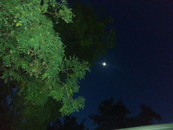 Low angle view of trees at night