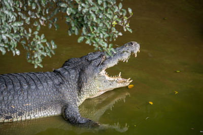 Crocodile at