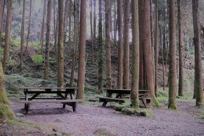 Empty bench in forest