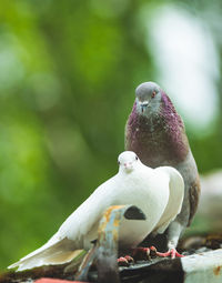 Close-up of pigeon perching