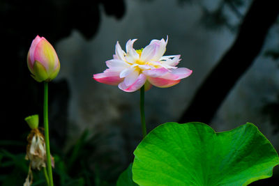 Close-up of pink water lily