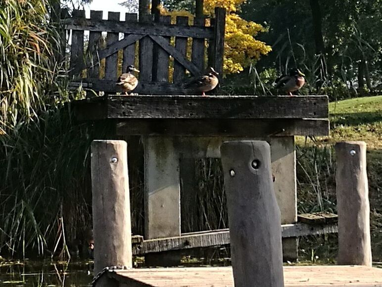 VIEW OF BIRD PERCHING ON WOOD