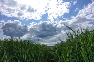 Crops growing on field against sky