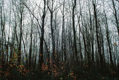 Bare trees in forest