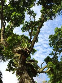 Low angle view of bird perching on tree against sky
