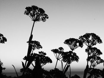 Low angle view of silhouette trees against clear sky