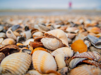 Close-up of seashells