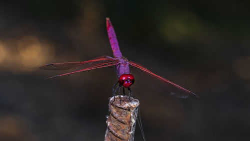 Close-up of dragonfly