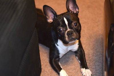 High angle portrait of dog sitting