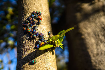 Jewel cotton harlequin bugs on tree