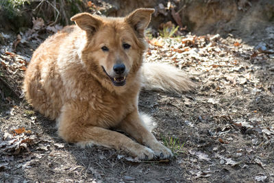 Portrait of dog sitting on land