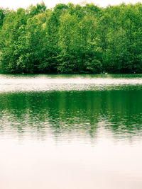 Scenic view of lake in forest