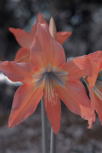 Close-up of red flowering plant