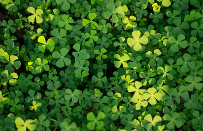 Green leaves pattern,leaf shamrock or water clover background