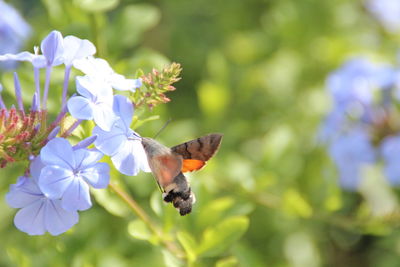 Close-up of purple flowers