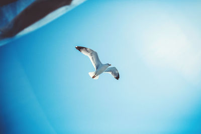 Low angle view of seagull flying