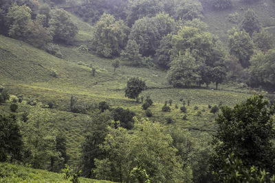 High angle view of trees on field