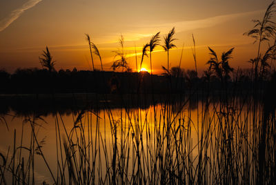 Silhouette plants by lake against romantic sky at sunset