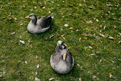 High angle view of ducks on grassy field