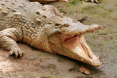 Close-up of a lizard