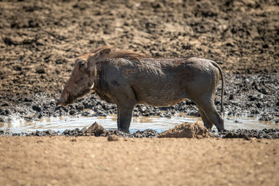 Common warthog stands in profile in waterhole