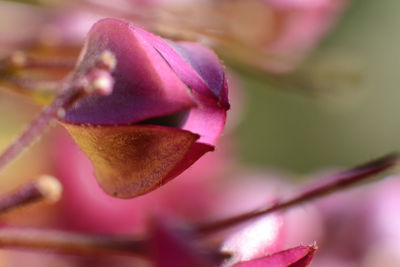 Close-up of pink flowers