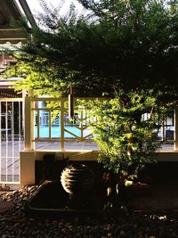 Plants growing in front of house
