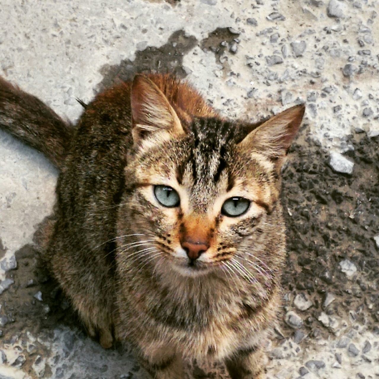 animal themes, domestic cat, one animal, mammal, cat, pets, whisker, portrait, feline, looking at camera, domestic animals, high angle view, close-up, alertness, animal head, animal eye, staring, no people, outdoors, front view