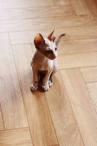  cornish rex kitten sitting on the floor 