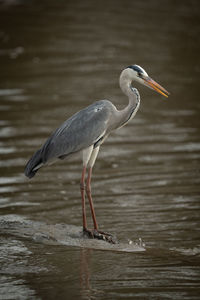 Side view of a bird in water