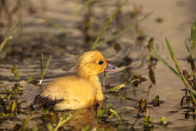 Close-up of a duck in lake