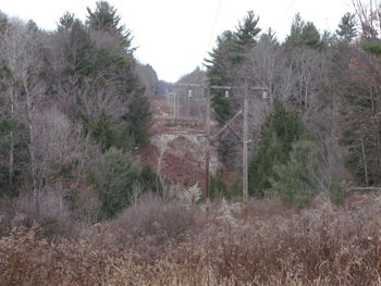 Scenic view of forest