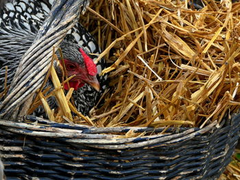 High angle view of bird in nest