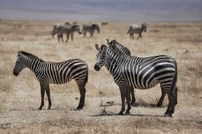 Zebras on a field