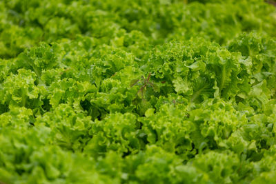 Full frame shot of green leaves