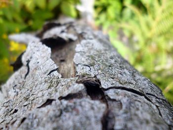 Close-up of tree trunk