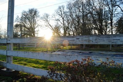 Sun shining through trees