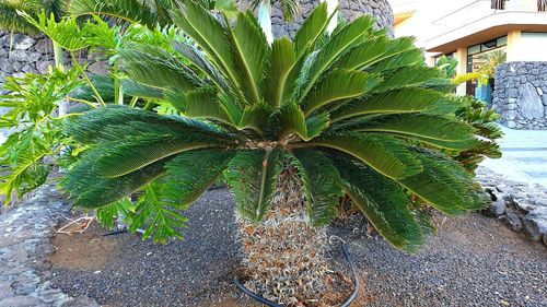 High angle view of coconut palm tree