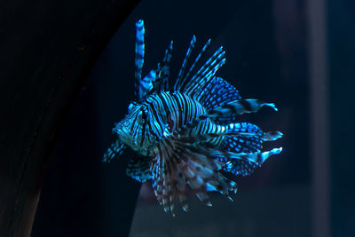 Close-up of fish swimming in sea