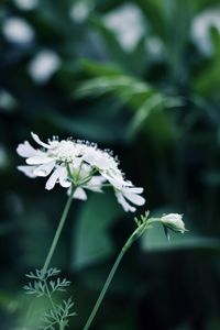 Close-up of white flowering plant