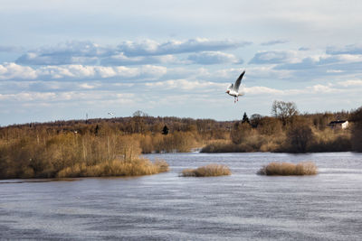 Bird flying over river against sky