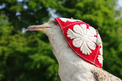 Close-up of a bird against blurred background