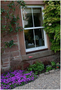 Potted plants on window of building