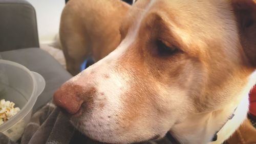 Close-up of dog looking away at home