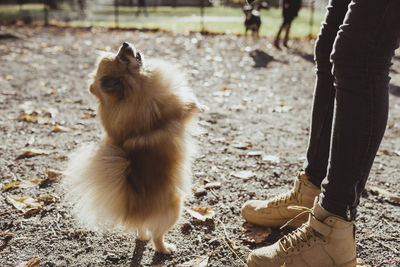 Low section of woman standing by pomeranian rearing up at park on sunny day