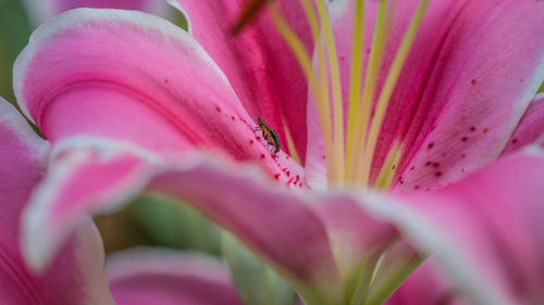 Close-up of pink flower