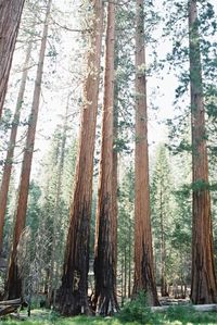 Pine trees in forest