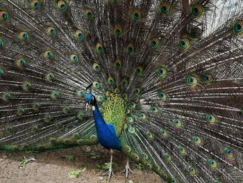 Close-up of peacock