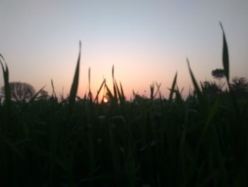 Close-up of plants on field against sky