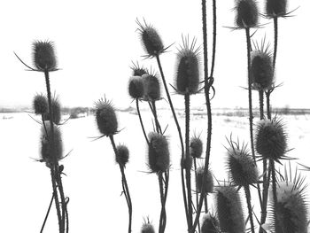 Low angle view of thistle against sky